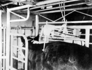 Beef scanner being used on cattle