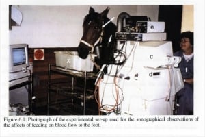 Kaye Griffiths measuring blood flow in horse's leg