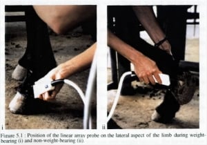 Weight-bearing study