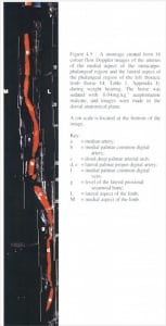 Colour montage of vascular system in horse's leg
