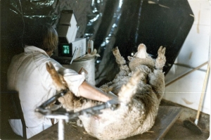 Doug Fowler, scanning sheep (1982)