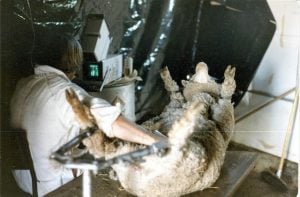Doug Fowler, scanning sheep (1982)