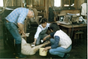 Tina Cullen, Sue Campbell-Westerway scanning sheep (1988)