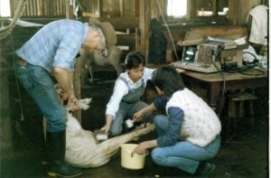 Tina Cullen, Sue Campbell-Westerway scanning sheep (1988)